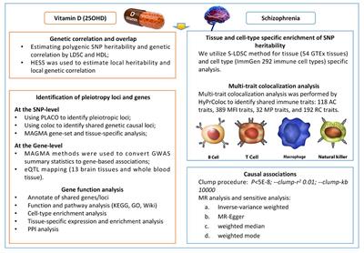 Association between 25(OH) vitamin D and schizophrenia: shared genetic correlation, pleiotropy, and causality